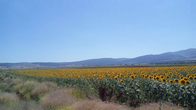 Ayçiçeği Tarlası